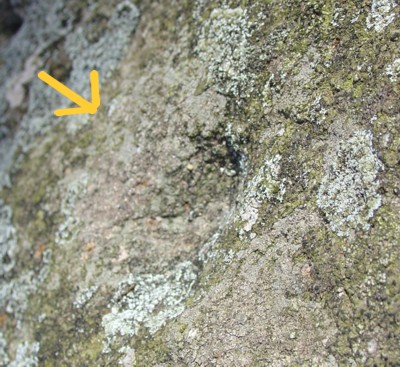 America's Stonehenge - Close-up Photo of Cupule